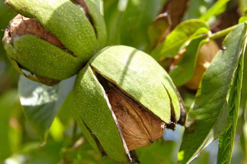 noyer choisir meilleures varietes, quel noyer, meilleures noix