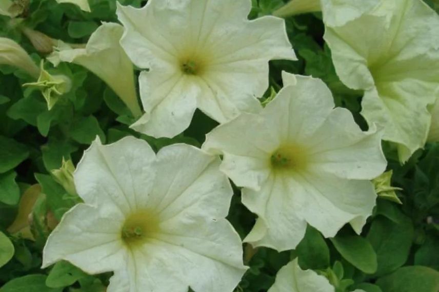 Petunias pots