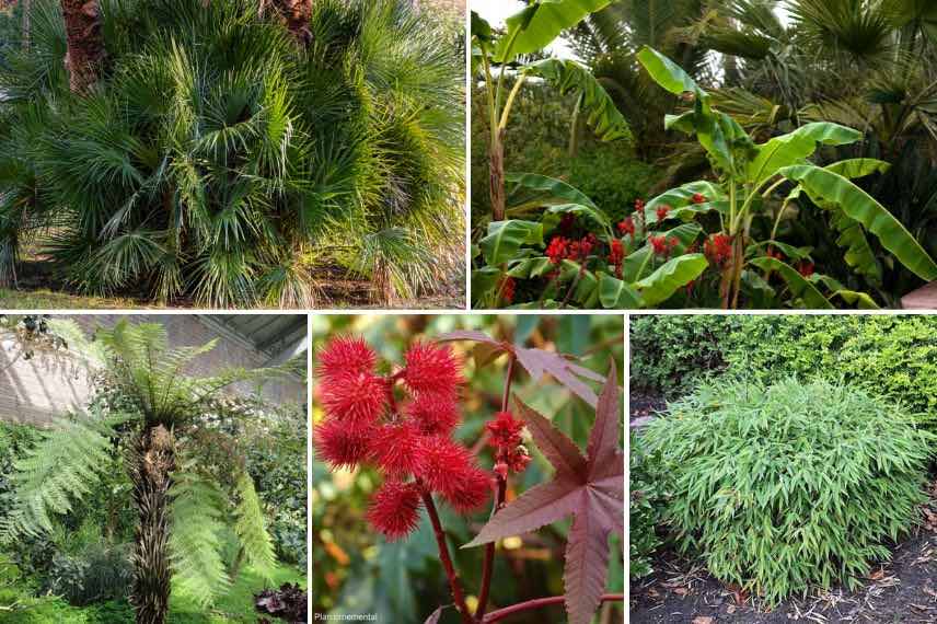 feuillages tropicaux