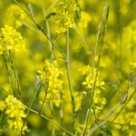 Comment réussir la culture de la moutarde ?