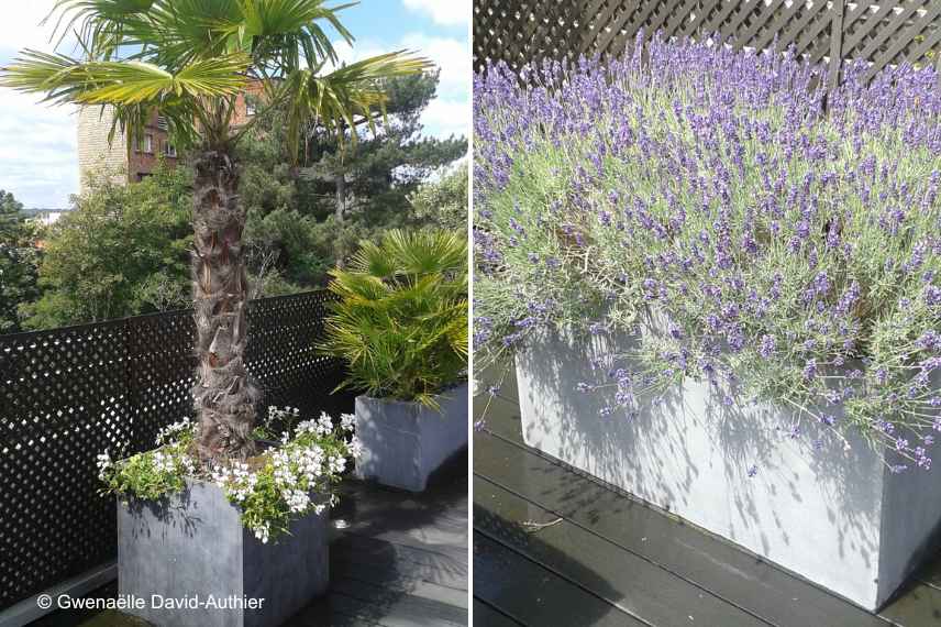aménager un toit terrasse, aménagement toiture terrasse, conseils idées toit terrasse, quelles plantes sur un toit terrasse, plantes resistantes sur toiture terrasse, inspiration toit terrasse, reglementation toit terrasse