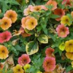 7 surfinias et pétunias pour fleurir la terrasse ou le jardin