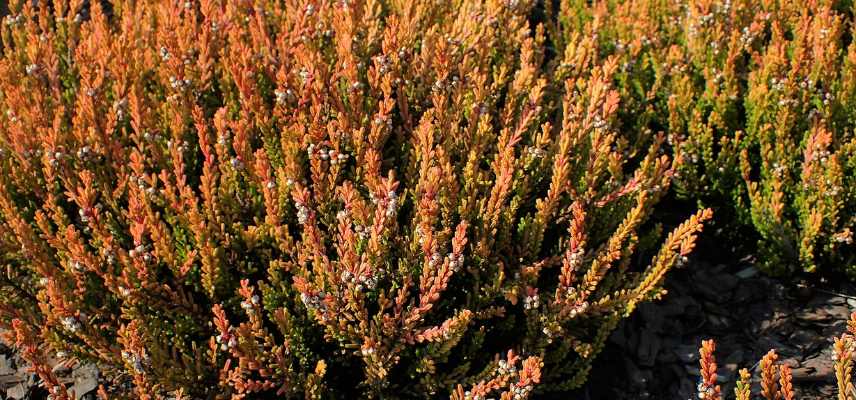 bruyere d ete, bruyere fleurissant en ete, meilleures plus belles varietes de bruyeres floraison estivale
