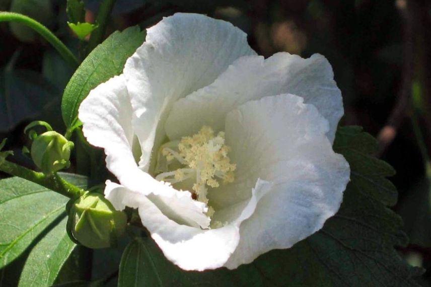 Hibiscus à fleurs blanches, Althéa
