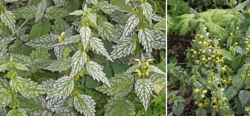 lamium feuillage decoratif, lamium feuilles panaches colorees
