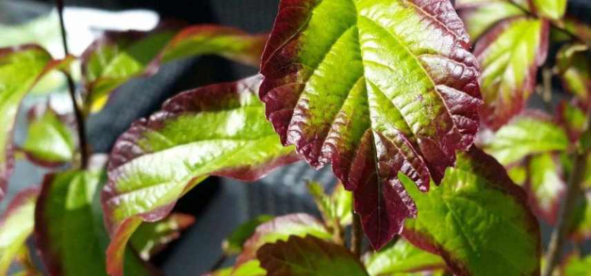Parrotia persica les plus belles varietes, arbre de fer les meilleures varietes