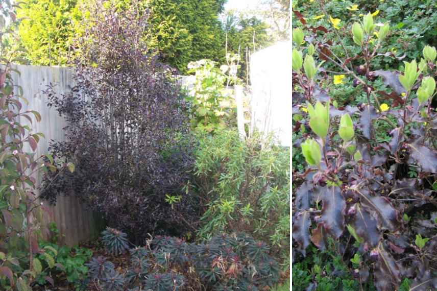 Arbustes persistants a feuillage colore, arbustes feuilles persistantes et colorees, arbustes persistant couleur dore jaune panache pourpre