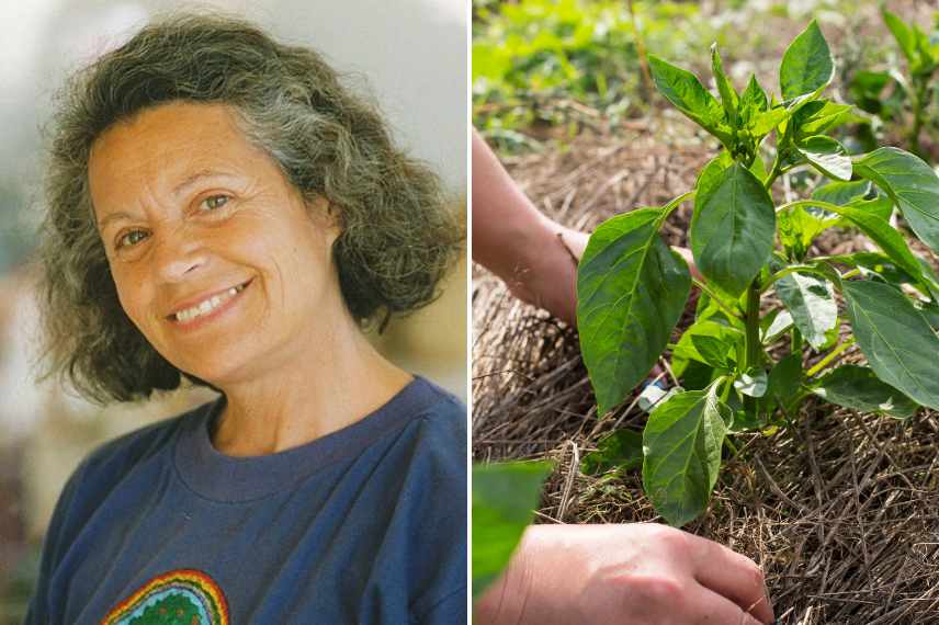 Culture sur butte, potager permaculture, hügelkutur, cultures potageres sur butte