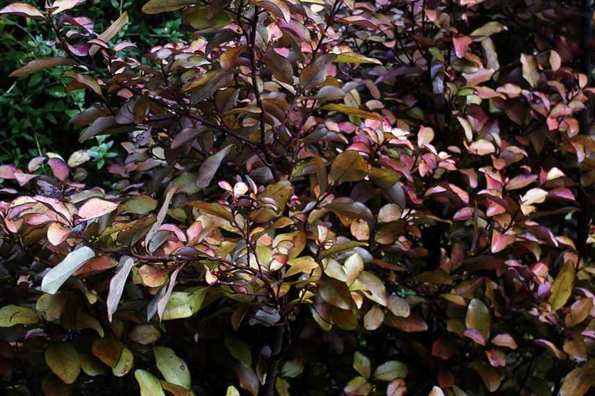 Arbustes persistants a feuillage colore, arbustes feuilles persistantes et colorees, arbustes persistant couleur dore jaune panache pourpre