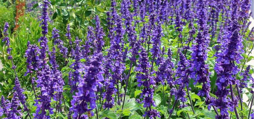 sauges bleues les plus belles, meilleures varietes de sauges bleues, les plus belles varietes de sauges bleues