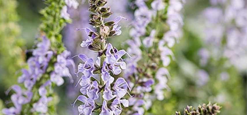 sauges bleues les plus belles, meilleures varietes de sauges bleues, les plus belles varietes de sauges bleues