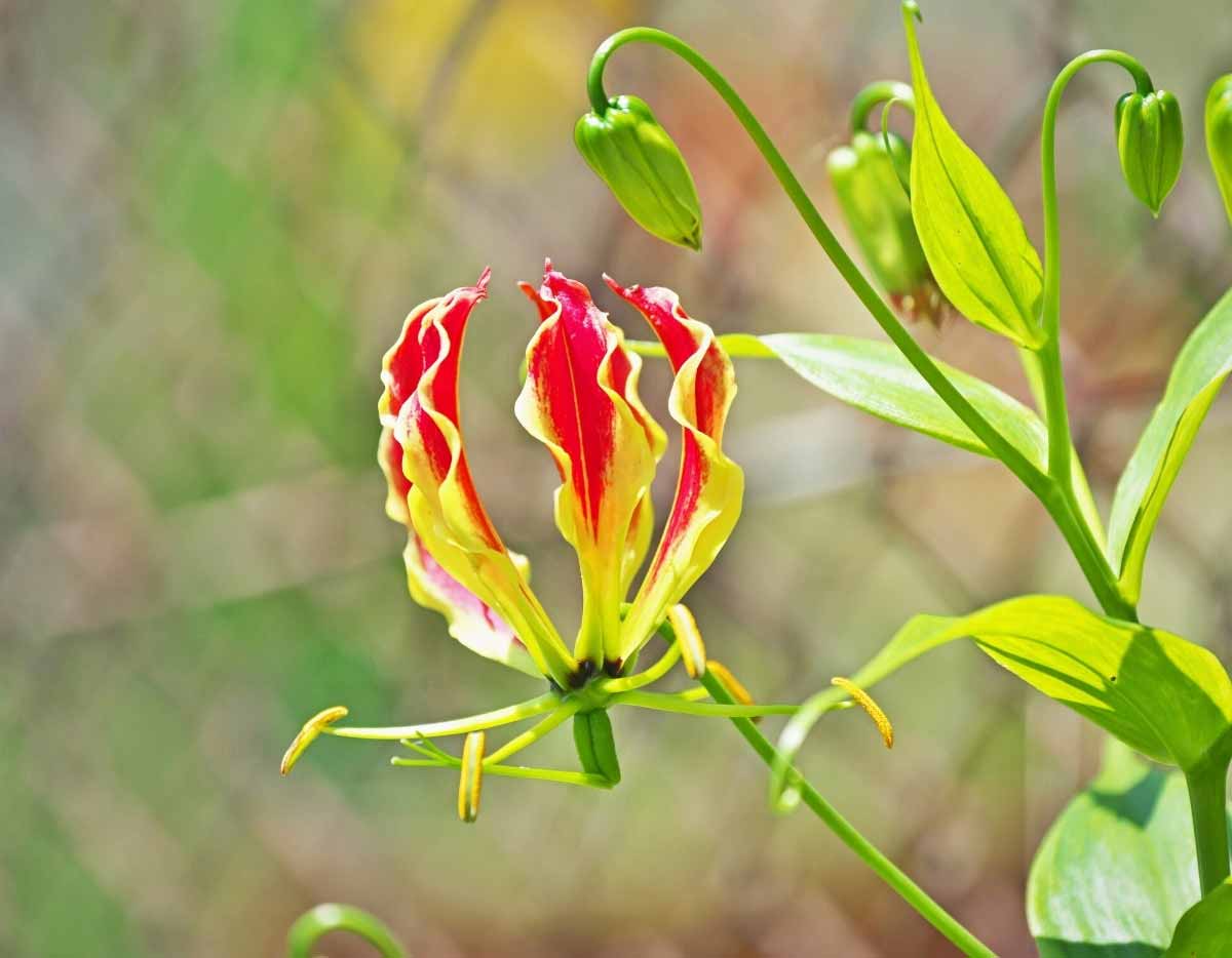 Comment hiverner et multiplier le Gloriosa ?