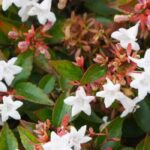 7 arbustes persistants à fleurs