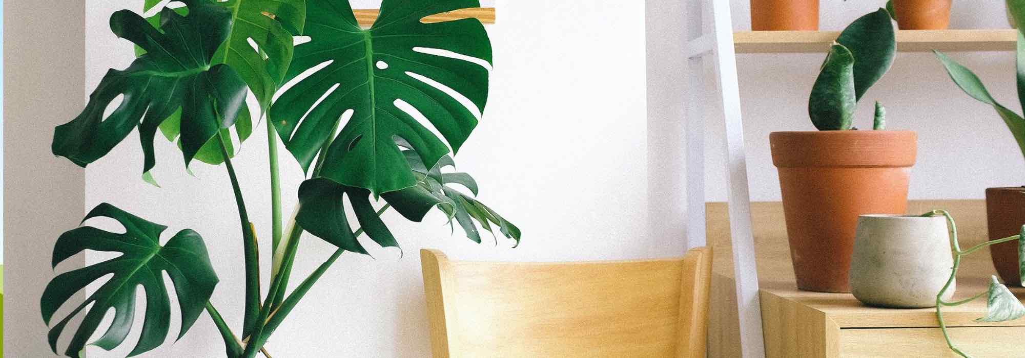 Comment cultiver le Monstera deliciosa ?