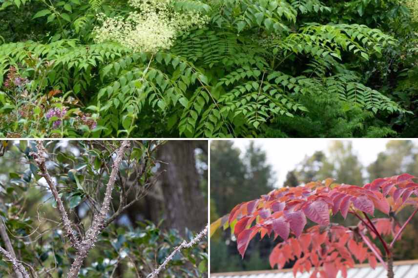 Plantes epineuses, jardin graphique, plantes ornementales avec epines