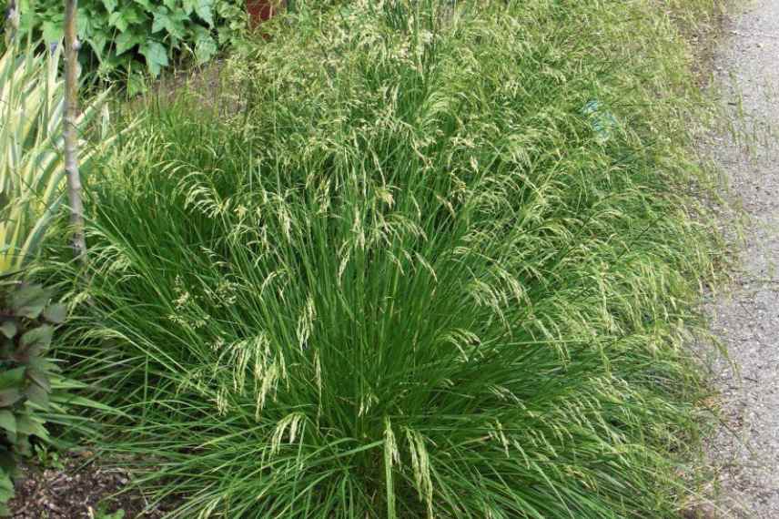 graminees pour sols lourds et argileux