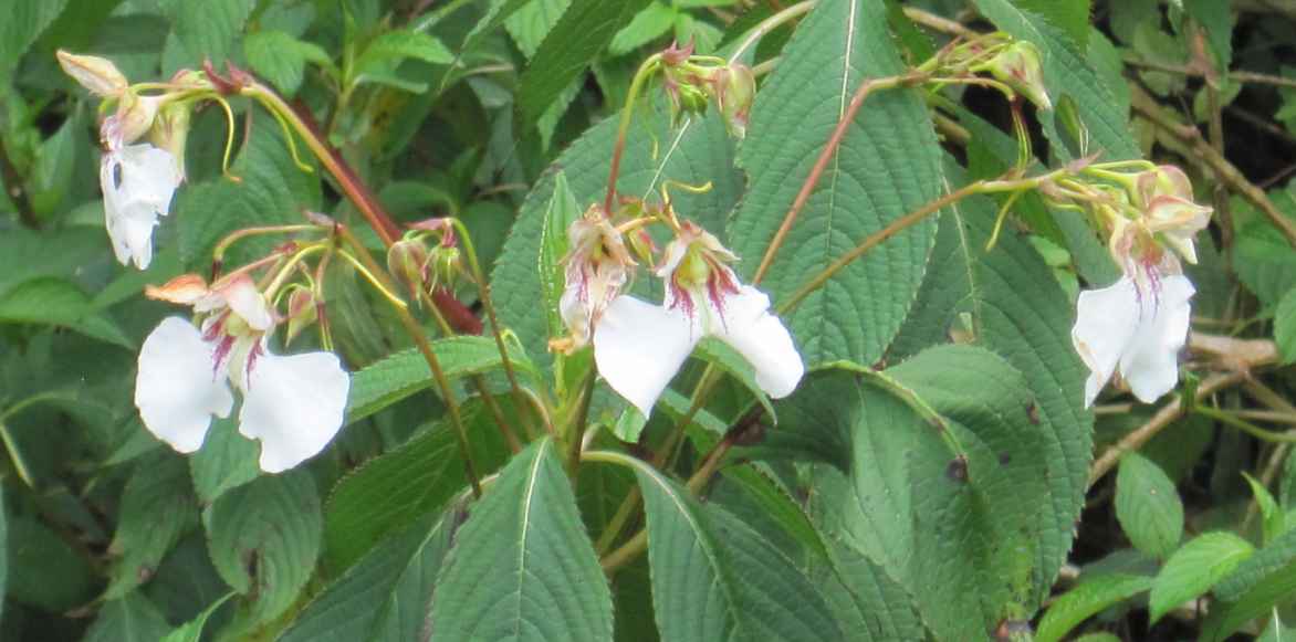 Impatiens vivace, Impatiens tinctoria, Impatiens vivaces plantation entretien culture, Impatiens omeiana