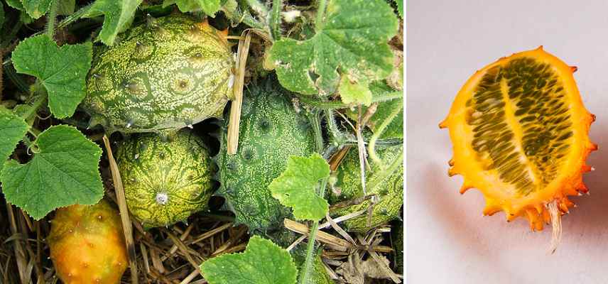 potager de curiosités, potager légumes fruits originaux