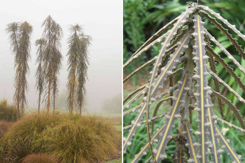 Plantes epineuses, jardin graphique, plantes ornementales avec epines