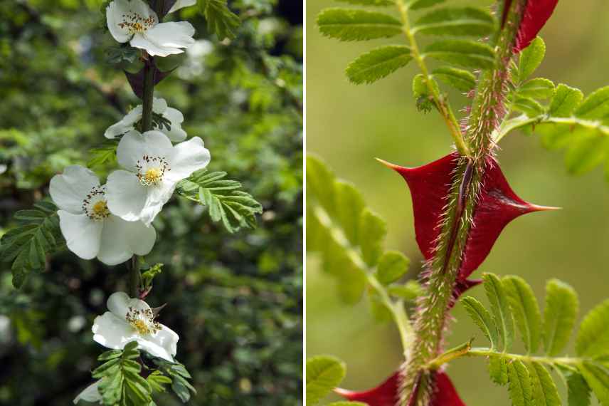 Plantes epineuses, jardin graphique, plantes ornementales avec epines