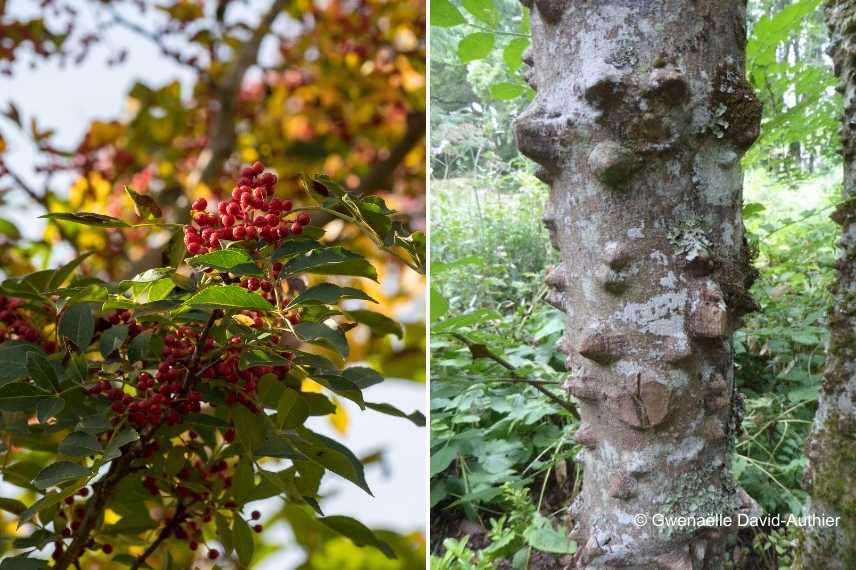 Plantes epineuses, jardin graphique, plantes ornementales avec epines