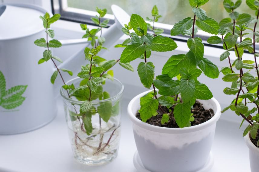 jeune bouture de menthe dans l'eau
