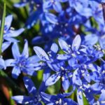 Comment cultiver des scilles en pot ?