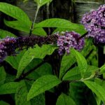 Les maladies et parasites de l'Arbre aux papillons