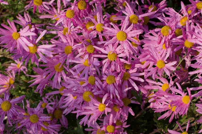 chrysanthemum Clara Curtis, marguerite d automne rose