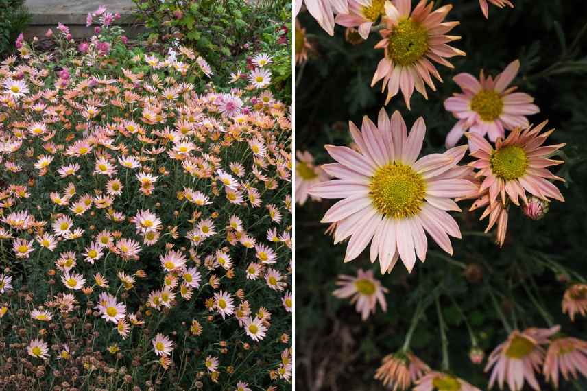 chrysantheme couleur rose