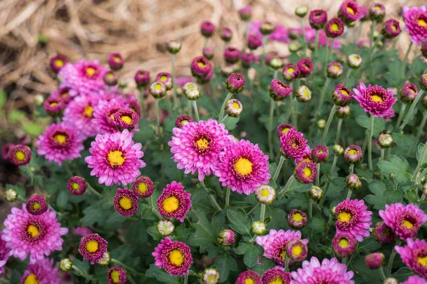 chrysantheme fleurs roses, chrysantheme compact