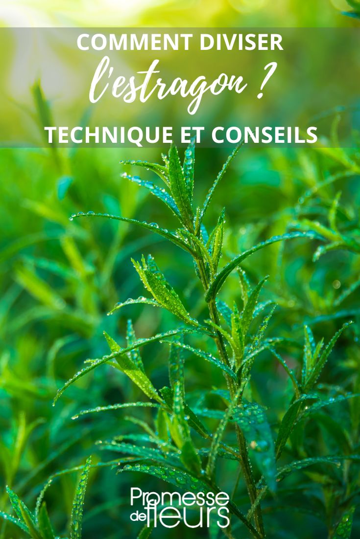 Artemisia dracunculus