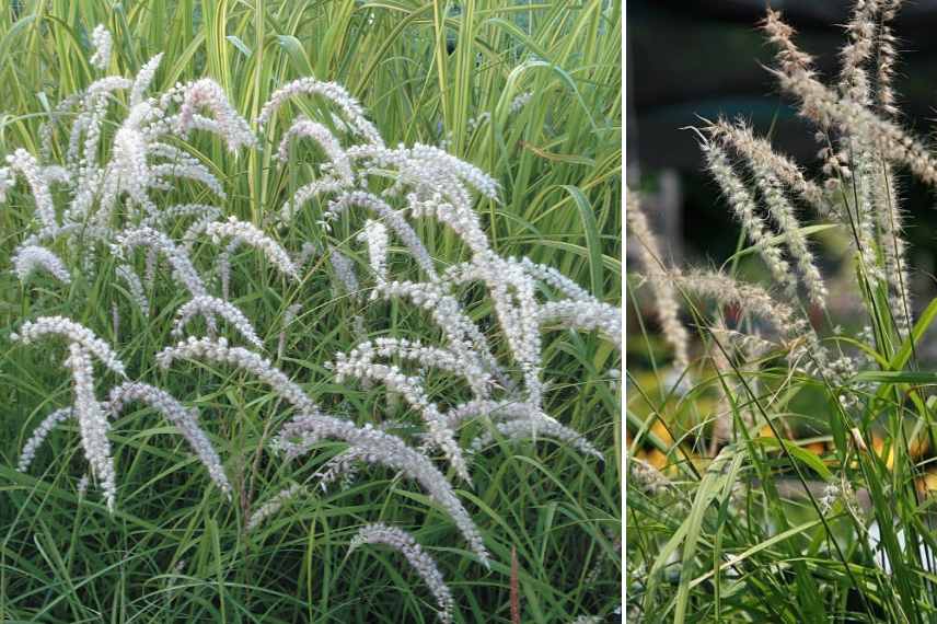 graminees pour creer intimite separation jardin