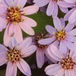 Les meilleures variétés d'asters pour bouquets 