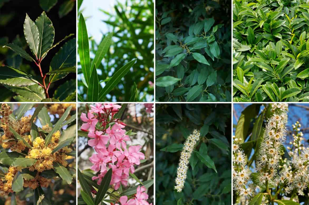 laurier sauce (laurus nobilis) confusion