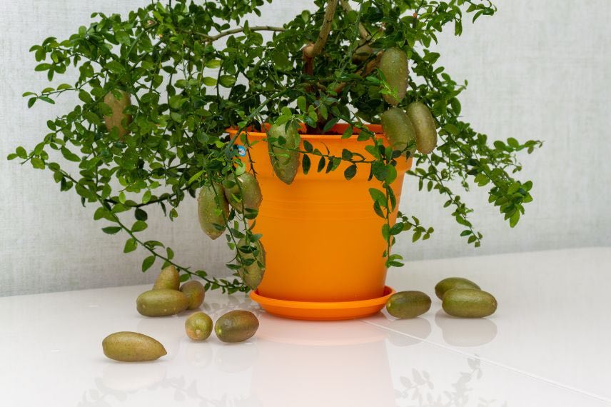 fruits citron caviar