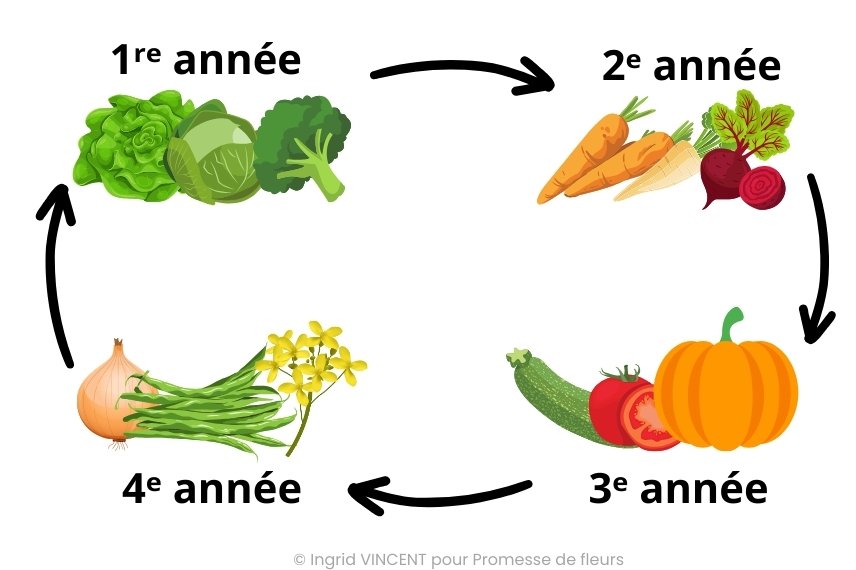 potager et rotations