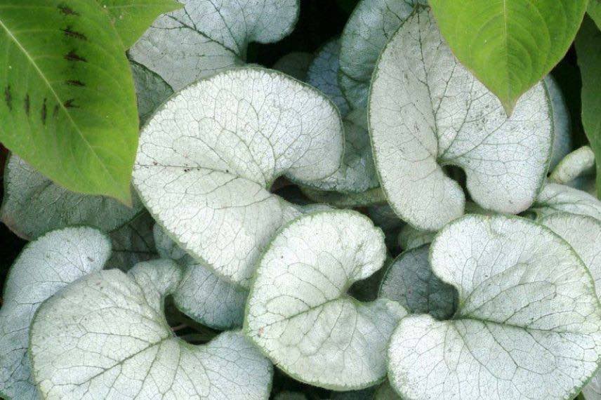 feuillage argenté