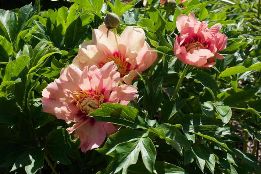 pivoine de couleur rose