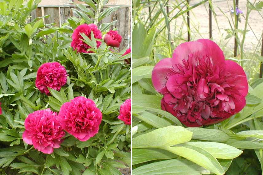 pivoines rouges les plus belles
