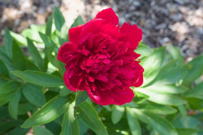 pivoine a fleurs rouges