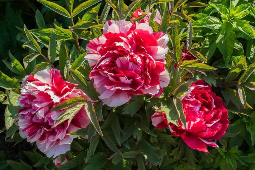 pivoine fleurs panachee bicolore rouge