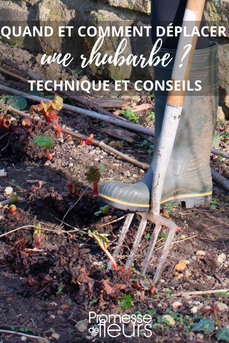 déplacer une rhubarbe