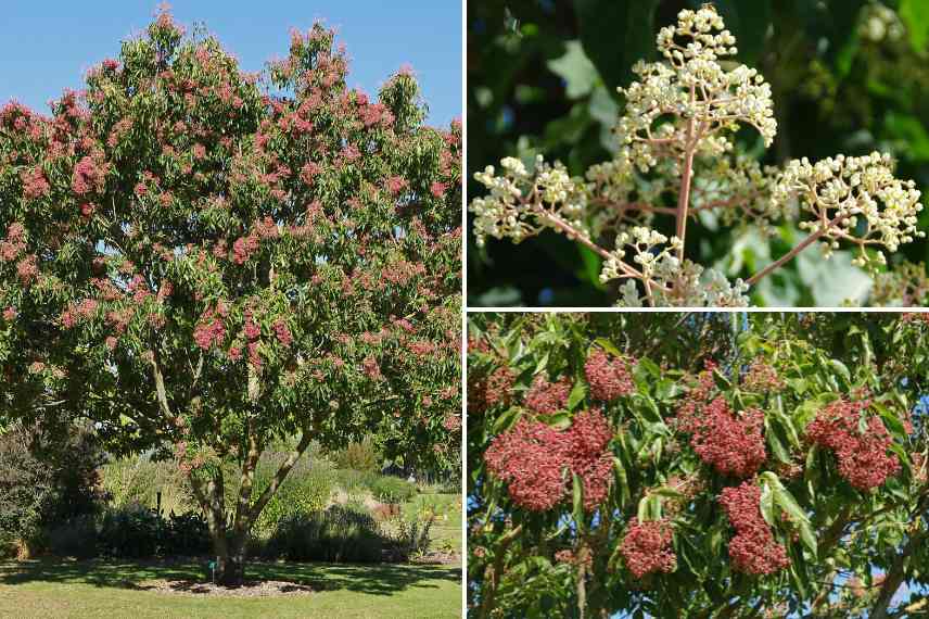 Arbre a miel, arbre mellifere