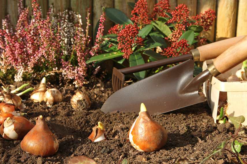 modeles plantoirs a bulbe