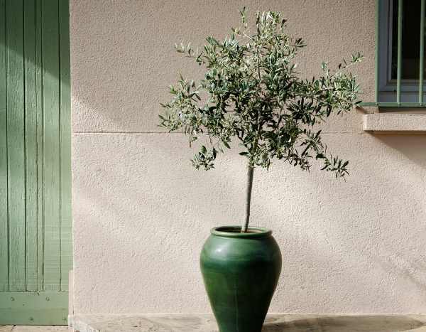 Quand et comment faire une bouture d'olivier ?