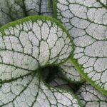 Choisir un Brunnera : notre guide d’achat