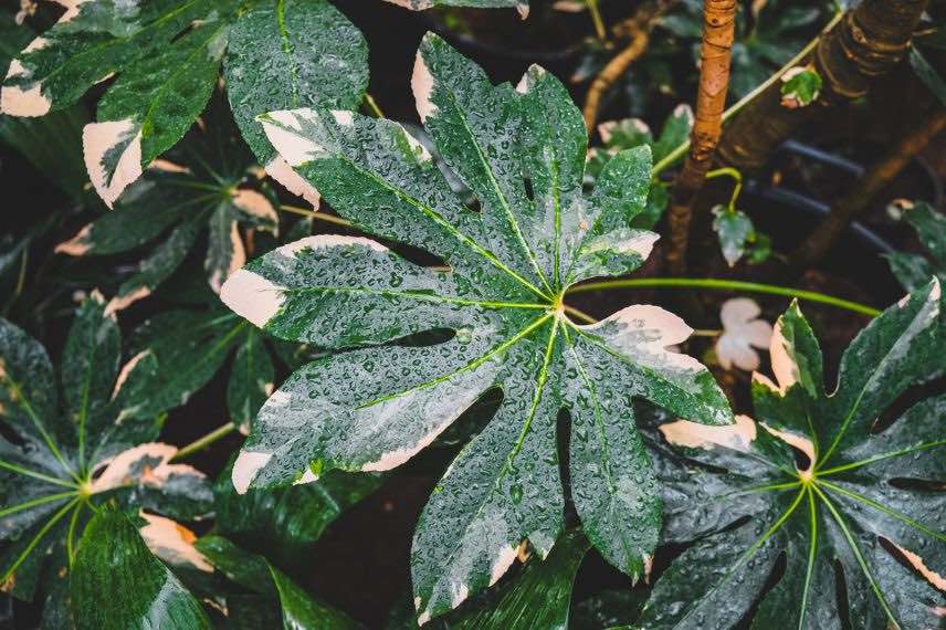 fatsia japonica Variegata