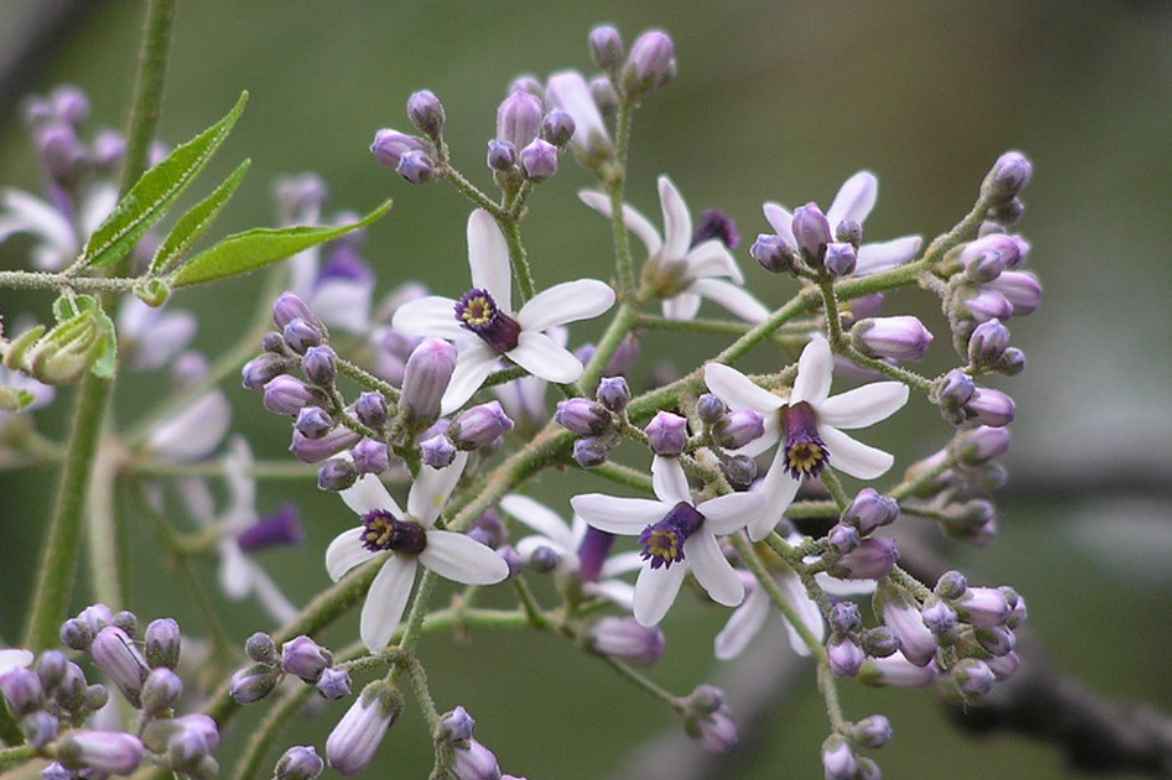 Margousier fleurs