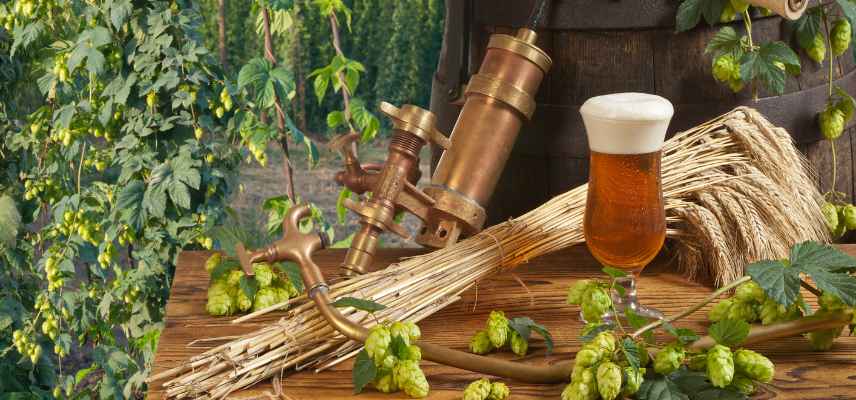 houblon pour brasser la biere